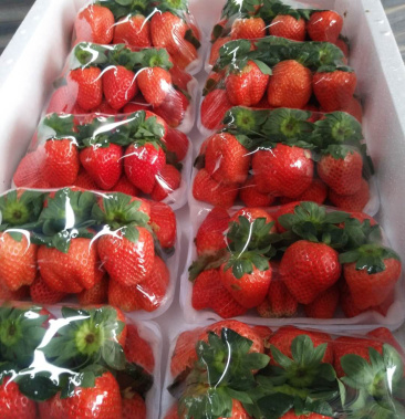 甜查理通货耐运输奶油草莓