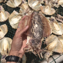 北海墨鱼干