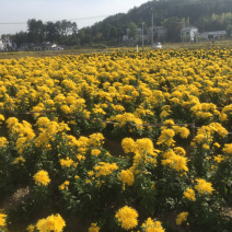 修水金丝皇菊三亩多地