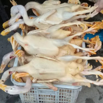 白条鸭
