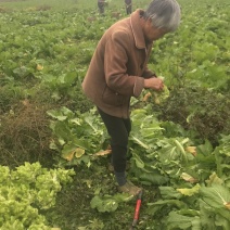 儿菜