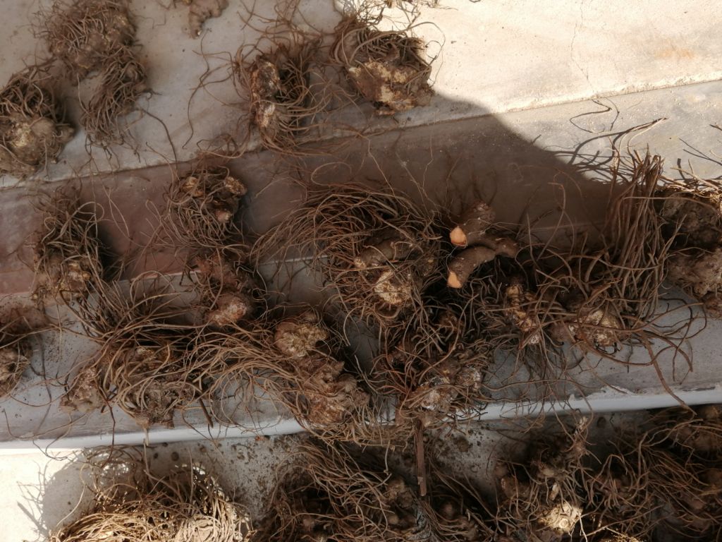 苍术种茎 湖北 半野生 鲜货 不包邮 现货