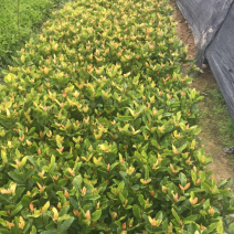 盆栽地栽栀子花可签合同量大优惠