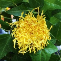 药用菊花袋装