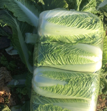 北京新三号白菜46斤净菜