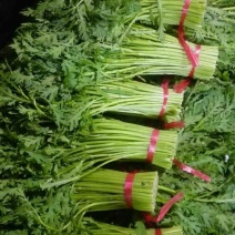 茼蒿25~30cm潍坊蒿子秆供应商超各大平台