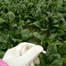 大叶菠菜10~15厘米