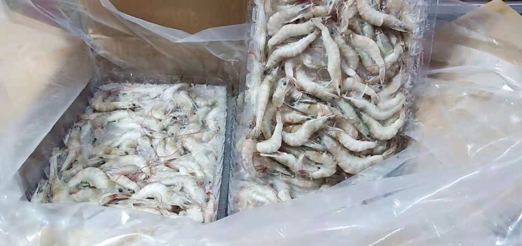 对虾捕捞与分拣场景