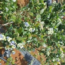 蓝莓鲜果6~8mm以上