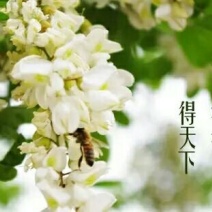 原生态大山深处自家蜂场速冻鲜蜂王浆