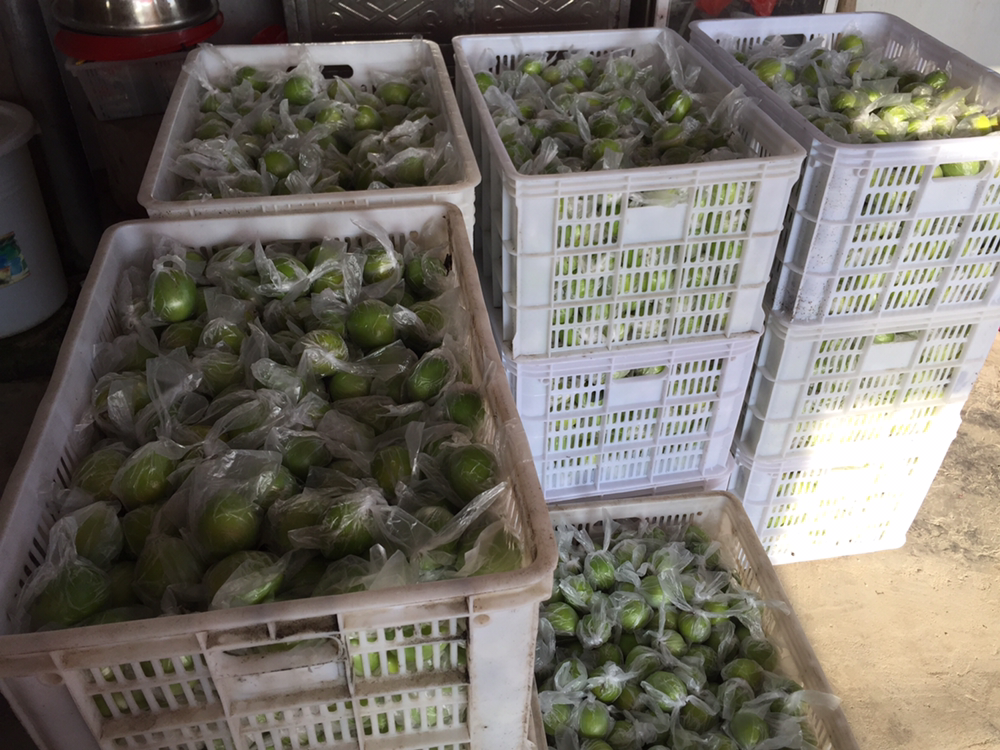 消费者在农贸市场蜂蜜专柜对比两款产品：左侧玻璃瓶标有“成熟洋槐蜜”及检测二维码，右侧塑料瓶仅标“蜂蜜”，工作人员手持便携式折光仪现场检测水分