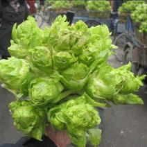 儿菜大量现货基地直供