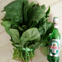 秋菠菜20~25厘米