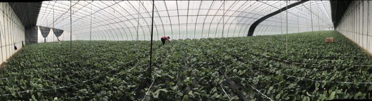 广阔的草莓种植基地,整齐排列的大棚中种植着甜查理草莓苗,远处可见忙碌的农户在进行日常管理 甜宝草莓种植基地全景