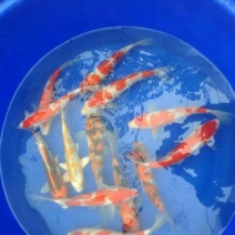 锦鲤鱼苗1~2公斤