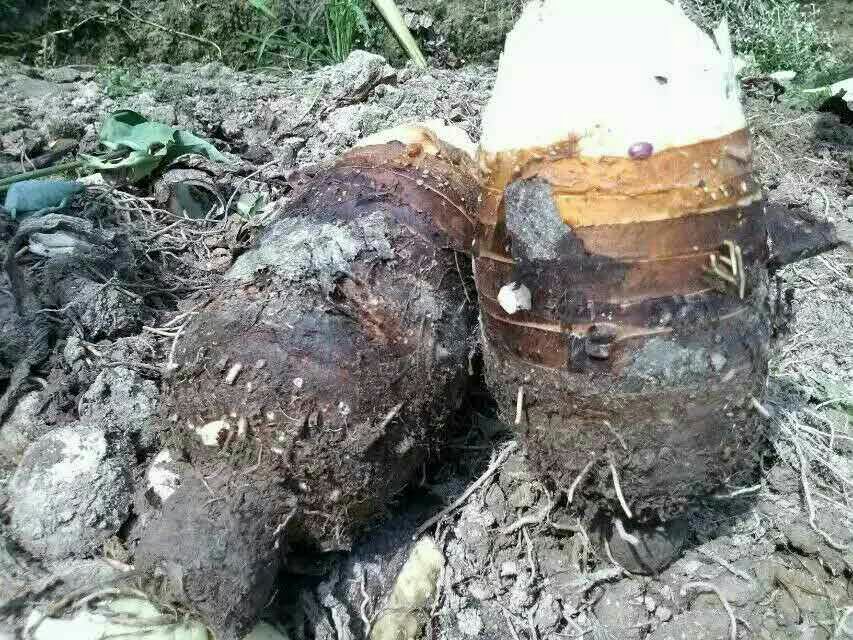 一个新鲜的荔浦芋头被横向切开,露出内部紫红色交织的细密纹路,质地均匀,呈现出乳白与淡紫色相间的大理石样花纹,表面湿润有光泽,周围摆放几片绿叶以体现原生态采摘场景 荔浦芋头切开后的横截面特写