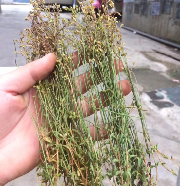 [四叶莲批发]四叶莲价格20.00元/斤 - 一亩田