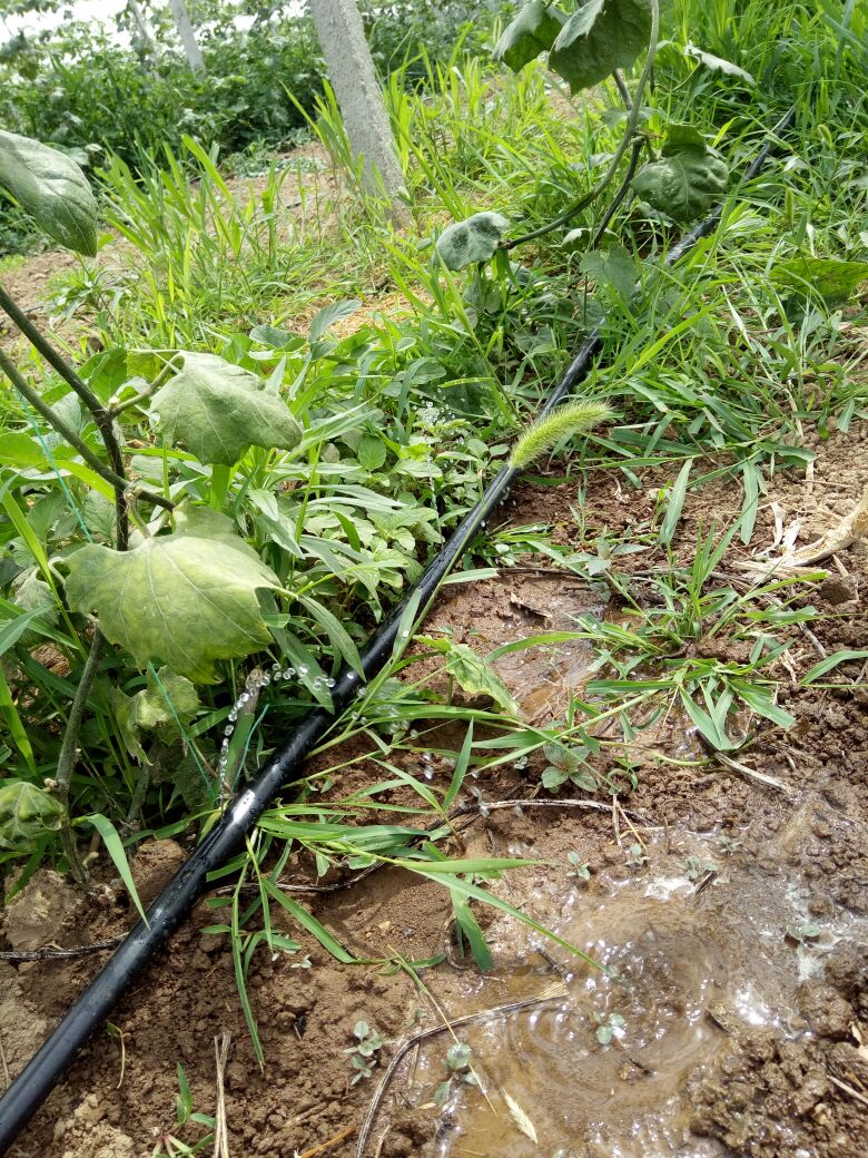 [滴灌带批发]贴片式滴灌带瓜果蔬菜大棚内灌溉厂家直销质量保证详聊询