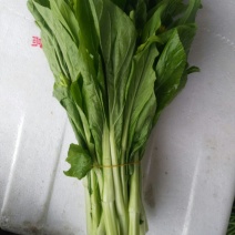 白菜苔20~30厘米