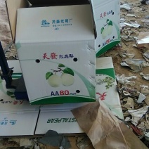 皇冠梨550~600g纸袋
