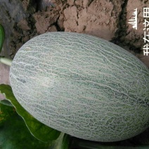 西州蜜瓜2斤以上椭圆形