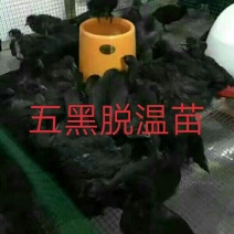 绿壳蛋鸡苗250克以下脱温苗
