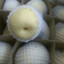 酥梨250~300g光果