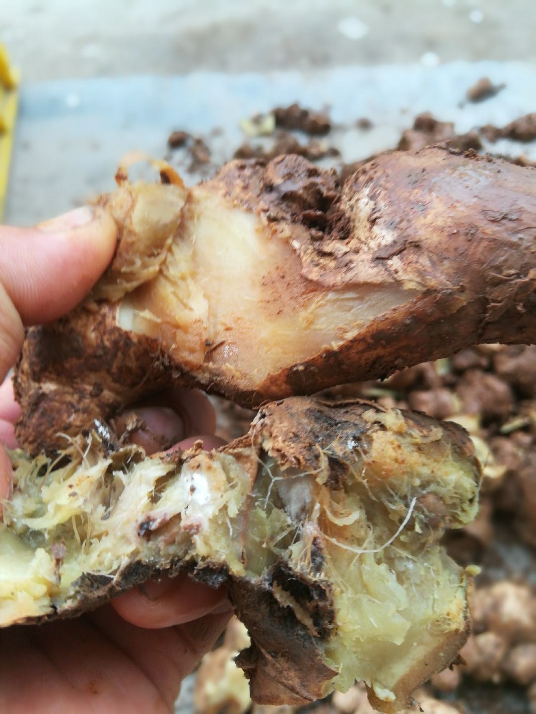 [小黄姜批发]云南小黄姜 可做姜种 产地直发长期供应价格3.