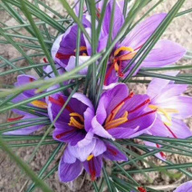 藏红花种球：花丝销售