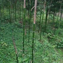 雷竹2~3m