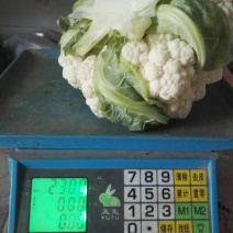 白花菜散装