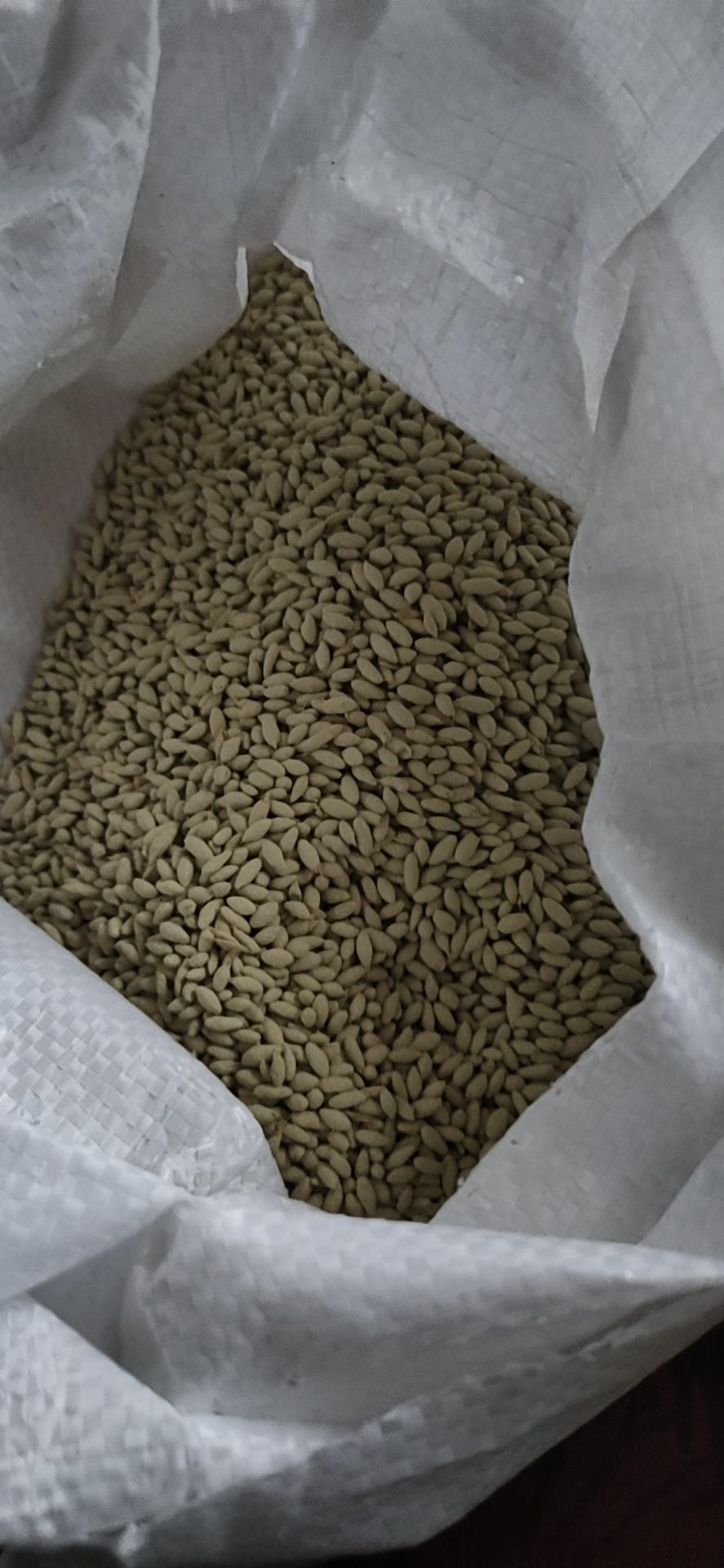 进口牧草种子大力士甜高粱种子饲用甜高粱草籽猪牛羊高产牧草