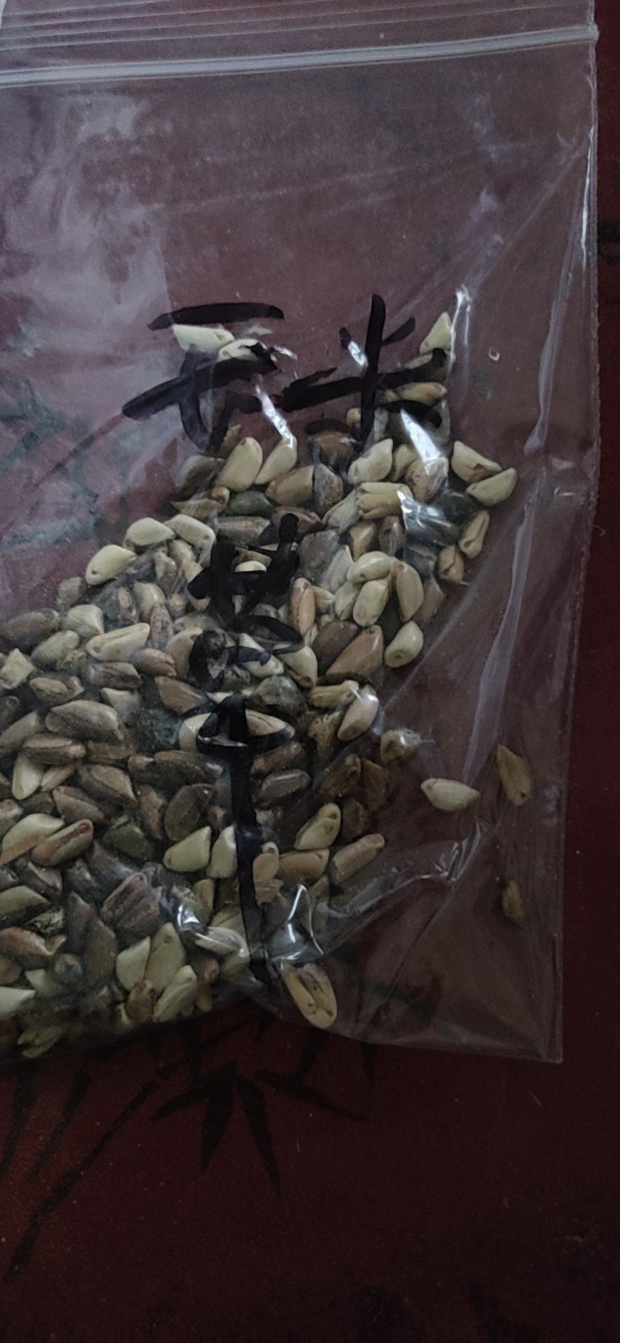 进口牧草种子大力士甜高粱种子饲用甜高粱草籽猪牛羊高产牧草
