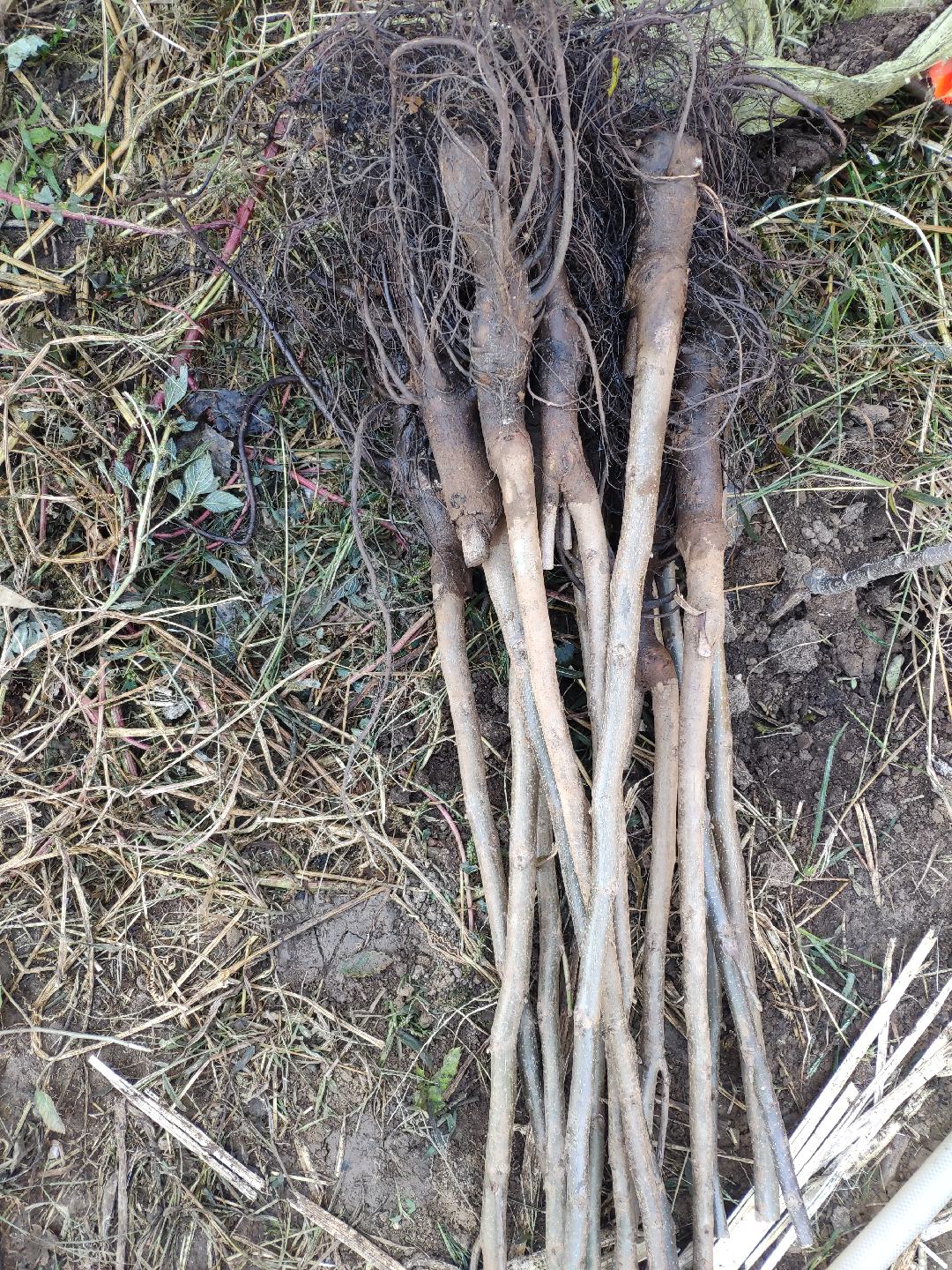 [核桃苗批发]红仁核桃苗 红皮核桃苗 美国红仁核桃树苗嫁接桃苗当年