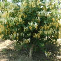 金银花
