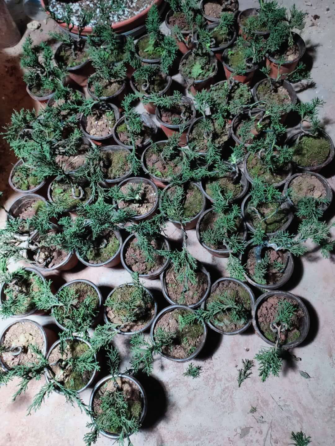 [批发]济州真柏杯苗,根系爆盆,成活率超高.
