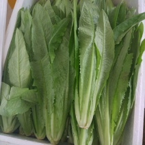 油麦菜20~25厘米以上
