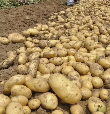 [土豆批发]晋薯16号 3两以上价格0.65元/斤 - 一亩田