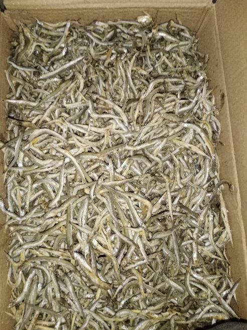 [银条鱼批发]银针鱼,又名牙签鱼,深海鱼,自身带油性,口感特别好,价格