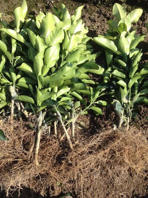 泰国红宝石青柚苗纯正苗包品种包成活包结果死苗免费补发