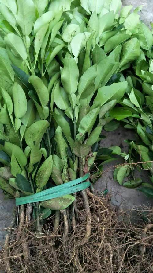 [柚子苗批发]【年终大促】柚子苗三红蜜柚苗红心柚子苗嫁接苗品种纯包