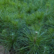 马尾松树苗30~50cm