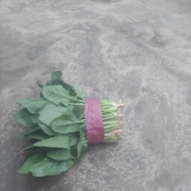黑叶菠菜20~25厘米