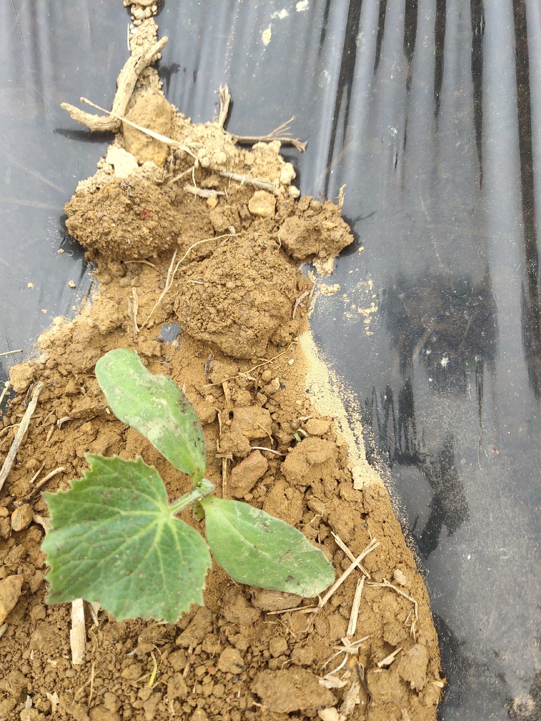 [黄瓜苗批发]水果型吊瓜黄瓜苗,脆甜无苦味价格0.25元/棵 - 一亩田