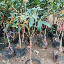 桂花30~50cm庭院观赏品种包成活包技术