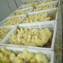 三花鹅苗250g以下