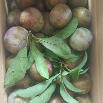 李子枝条