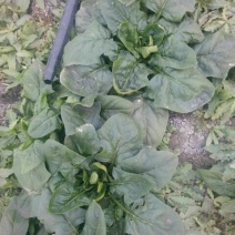 大叶菠菜25~30厘米
