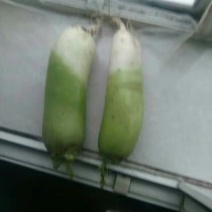 青萝卜1~1.5斤起