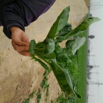 大叶菠菜30~35厘米